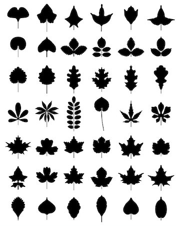 fruit tree silhouette - Black silhouettes of leaves of trees, vector Stock Photo - Budget Royalty-Free & Subscription, Code: 400-08298535