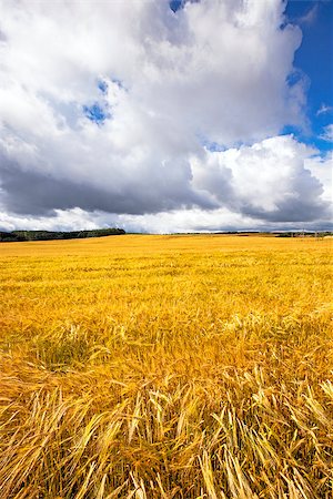 simsearch:400-08428404,k - an agricultural field on which grows the ripened cereals Stock Photo - Budget Royalty-Free & Subscription, Code: 400-08298630