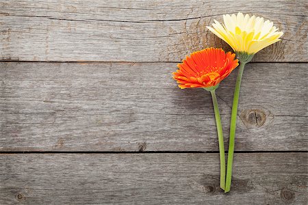 simsearch:400-07662543,k - Two colorful gerbera flowers on wooden table with copy space Stock Photo - Budget Royalty-Free & Subscription, Code: 400-08298802