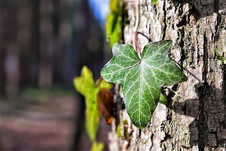 Picture of an ivy on a tree in the forest Stock Photo - Budget Royalty-Free & Subscription, Code: 400-08299822