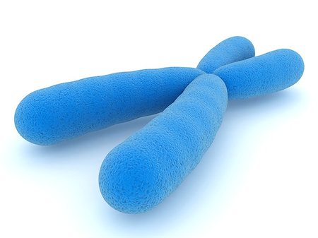 X chromosome, close-up on a white background. Foto de stock - Super Valor sin royalties y Suscripción, Código: 400-08299845