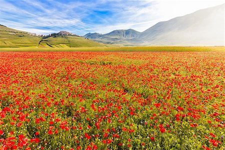 poppy fields blue sky - Fioritura at Piano Grande with Castelluccio, Umbria, Italy Stock Photo - Budget Royalty-Free & Subscription, Code: 400-08290195