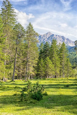 Image of the landscape with trees and alps near river Isar and Karwendel in Bavaria, Germany Stock Photo - Budget Royalty-Free & Subscription, Code: 400-08290267