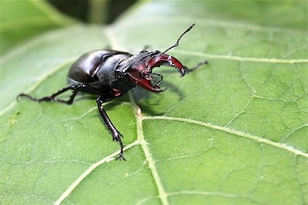 simsearch:400-05739088,k - Black horned stag-beetle crawls on the leaf Stockbilder - Microstock & Abonnement, Bildnummer: 400-08290450
