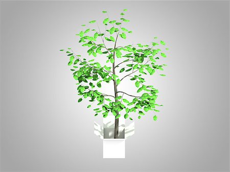 simsearch:400-05730843,k - A tree growing from a white cardboard box Stock Photo - Budget Royalty-Free & Subscription, Code: 400-08290468