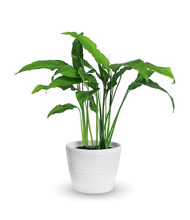 spathiphyllum Stock Photo - Budget Royalty-Free & Subscription, Code: 400-08290892
