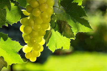 Vine and bunch of white grapes Stock Photo - Budget Royalty-Free & Subscription, Code: 400-08291399