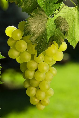 simsearch:400-05382337,k - Vine and bunch of white grapes Stock Photo - Budget Royalty-Free & Subscription, Code: 400-08291406