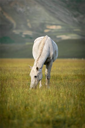 simsearch:400-08290194,k - Grazing white horse at Piano Grande, Umbria, Italy Photographie de stock - Aubaine LD & Abonnement, Code: 400-08291826