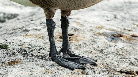 Close-up detail of scaly feet and claws of Canada Goose standing on rock surface. Fotografie stock - Microstock e Abbonamento, Codice: 400-08292109