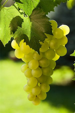 simsearch:625-00804551,k - Vine and bunch of white grapes Stock Photo - Budget Royalty-Free & Subscription, Code: 400-08293488