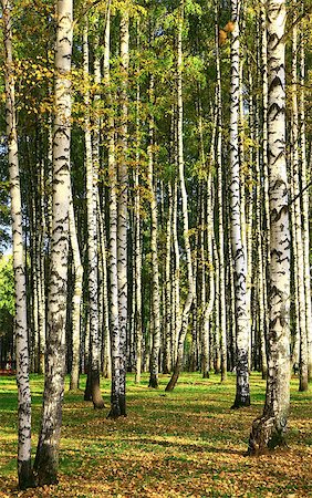 simsearch:400-07107314,k - Birch in the autumn forest in sunlight Fotografie stock - Microstock e Abbonamento, Codice: 400-08293843