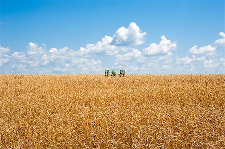simsearch:400-07293838,k - Endless yellow wheat field with a few green plants in the middle, extending into horizon under cumulus clouds and blue sky. Photographie de stock - Aubaine LD & Abonnement, Code: 400-08300654