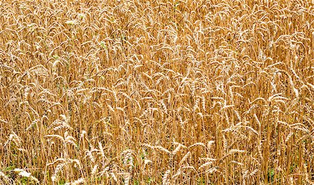 Background of yellow wheat field stalks and seeds. Fotografie stock - Microstock e Abbonamento, Codice: 400-08300655