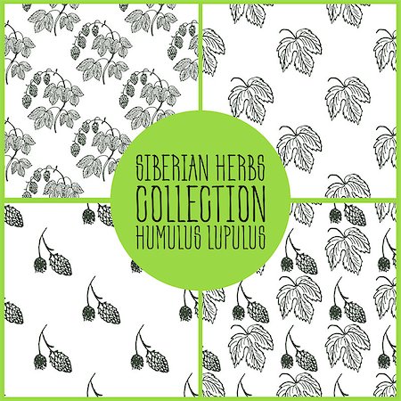 Humulus lupulus - Siberian herbs pattern collection. Handdrawn Illustration - Health and Nature Set Stock Photo - Budget Royalty-Free & Subscription, Code: 400-08301119