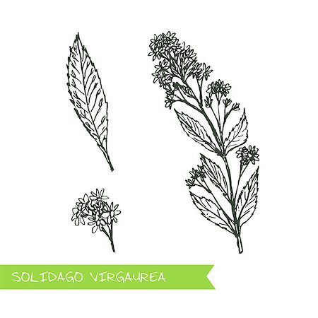 Solidago virgaurea - Siberian herbs. Handdrawn Illustration - Health and Nature Set Foto de stock - Royalty-Free Super Valor e Assinatura, Número: 400-08301111