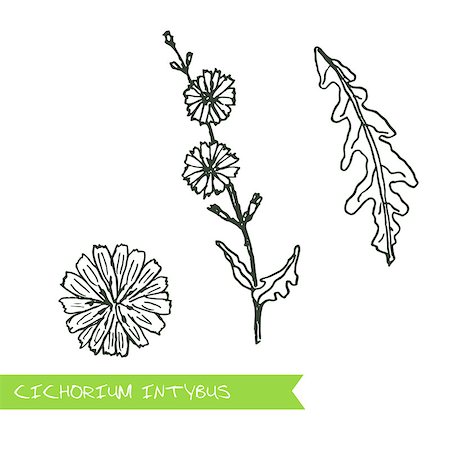 succory - Cichorium intybus - Siberian herbs. Handdrawn Illustration - Health and Nature Set Stock Photo - Budget Royalty-Free & Subscription, Code: 400-08301112