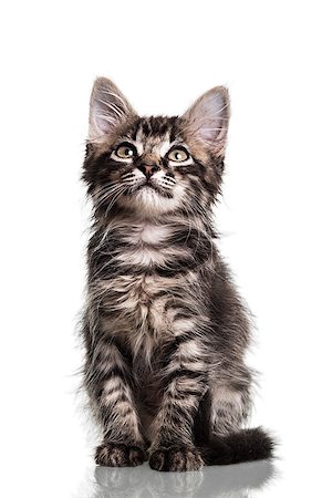 Studio photo of a two months old furry striped kitten, isolated on white. Stock Photo - Budget Royalty-Free & Subscription, Code: 400-08301150