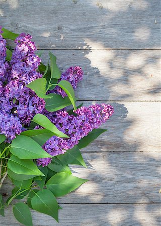 simsearch:689-03124006,k - Purple lilac flowers on garden table. Top view with copy space Photographie de stock - Aubaine LD & Abonnement, Code: 400-08301852