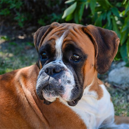simsearch:400-06758887,k - Portrait of a beautiful fawn  Boxer femmelle, attentive, lying. Stock Photo - Budget Royalty-Free & Subscription, Code: 400-08314088