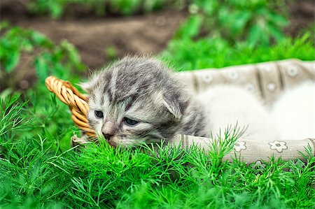 simsearch:400-04745326,k - newborn kittens in the basket on the nature.Selective focus Stock Photo - Budget Royalty-Free & Subscription, Code: 400-08314139