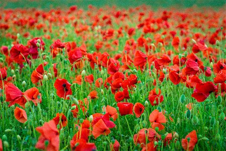 simsearch:633-06322310,k - Poppy flowers in a green meadow Photographie de stock - Aubaine LD & Abonnement, Code: 400-08314157