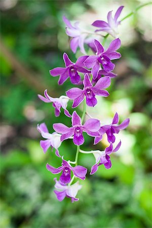 simsearch:400-04835760,k - Orchid is famous flower in Thailand. Foto de stock - Super Valor sin royalties y Suscripción, Código: 400-08314521