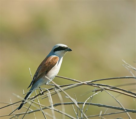 Adult male Red-backed Shrike on Lesvos, Greece Foto de stock - Super Valor sin royalties y Suscripción, Código: 400-08314624
