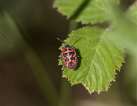 simsearch:400-08314626,k - Adult red and black Ornate Shield Bug (Eurydema ornata) on Lesvos Foto de stock - Super Valor sin royalties y Suscripción, Código: 400-08314623