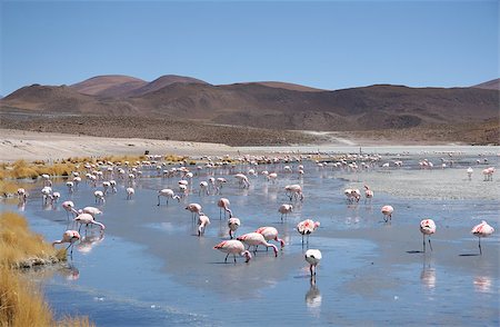 pink lagoon - Pink flamingos in wild nature of Bolivia, Lagoon Hedionda, Atacama desert, South America Stock Photo - Budget Royalty-Free & Subscription, Code: 400-08314648