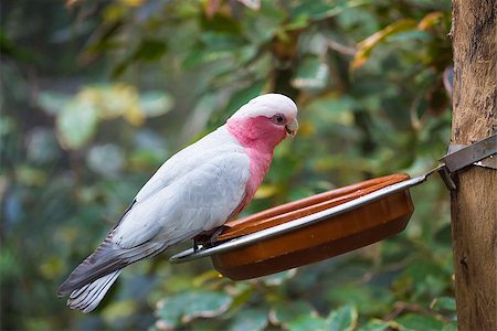 perroquet - Galah cockatoo eats the grain of the plate Photographie de stock - Aubaine LD & Abonnement, Code: 400-08314664