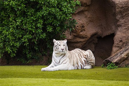 simsearch:400-04687953,k - White tiger resting on the grass in the park Fotografie stock - Microstock e Abbonamento, Codice: 400-08314662