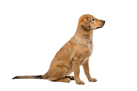 simsearch:400-08318823,k - brown mixed breed puppy in front of a white background Foto de stock - Royalty-Free Super Valor e Assinatura, Número: 400-08314954