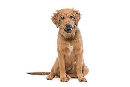 simsearch:400-08318823,k - brown mixed breed puppy in front of a white background Foto de stock - Royalty-Free Super Valor e Assinatura, Número: 400-08314955