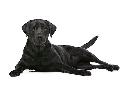 simsearch:400-08314966,k - Black Labrador in front of a white background Fotografie stock - Microstock e Abbonamento, Codice: 400-08314965