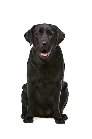 simsearch:400-08314976,k - Black Labrador in front of a white background Stockbilder - Microstock & Abonnement, Bildnummer: 400-08314966