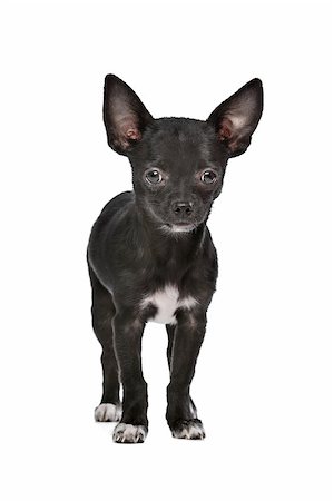 simsearch:400-05713947,k - Black and white Chihuahua dog in front of a white background Stock Photo - Budget Royalty-Free & Subscription, Code: 400-08314960