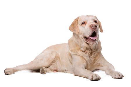 simsearch:400-08314966,k - Labrador dog in front of a white background Fotografie stock - Microstock e Abbonamento, Codice: 400-08314976