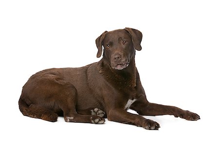 simsearch:400-08314976,k - Chocolate Labrador in front of a white background Stock Photo - Budget Royalty-Free & Subscription, Code: 400-08314977