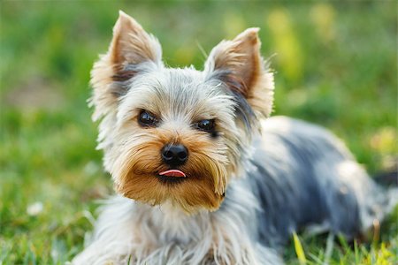 simsearch:400-07501422,k - Cute small yorkshire terrier is lying on a green lawn outdoor, no people Stock Photo - Budget Royalty-Free & Subscription, Code: 400-08315069
