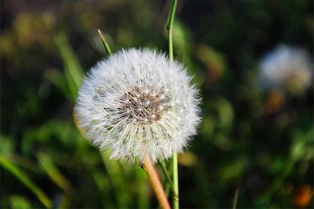 spores macro photography - Fluffy dandelion blowball at a natural green background Stock Photo - Budget Royalty-Free & Subscription, Code: 400-08315085