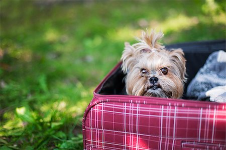 Yorkshire Terrier sitting into red suitcase. Selective focus Foto de stock - Super Valor sin royalties y Suscripción, Código: 400-08315186