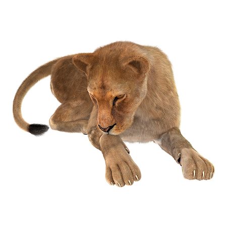 3D digital render of a female lion isolated on white background Stock Photo - Budget Royalty-Free & Subscription, Code: 400-08315544