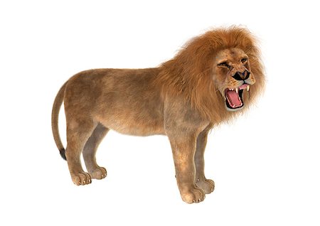 3D digital render of a male lion isolated on white background Stock Photo - Budget Royalty-Free & Subscription, Code: 400-08315545