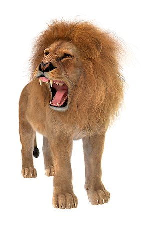 3D digital render of a male lion isolated on white background Stock Photo - Budget Royalty-Free & Subscription, Code: 400-08315546