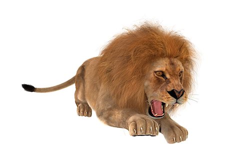 3D digital render of a male lion hunting isolated on white background Stock Photo - Budget Royalty-Free & Subscription, Code: 400-08315548