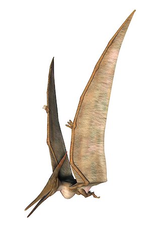 3D digital render of a Pteranodon flying isolated on white background Stock Photo - Budget Royalty-Free & Subscription, Code: 400-08315549