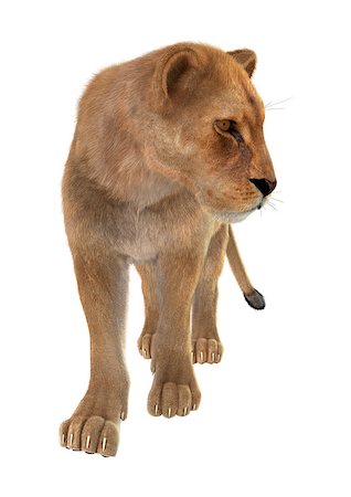 3D digital render of a female lion isolated on white background Stock Photo - Budget Royalty-Free & Subscription, Code: 400-08315543