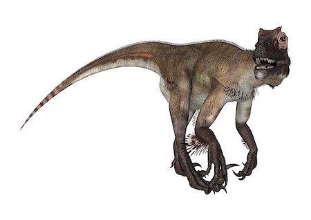 3D digital render of a dinosaur utahraptor isolated on white background Stock Photo - Budget Royalty-Free & Subscription, Code: 400-08315554