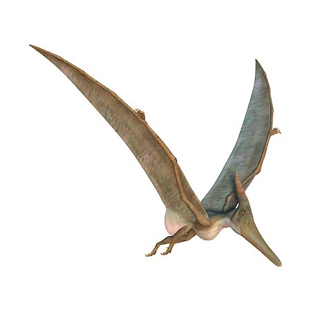 3D digital render of a Pteranodon flying isolated on white background Stock Photo - Budget Royalty-Free & Subscription, Code: 400-08315550